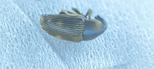 Anthinobaris dispilota