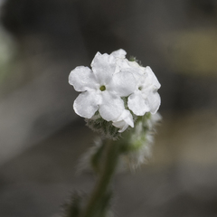 Cryptantha flaccida