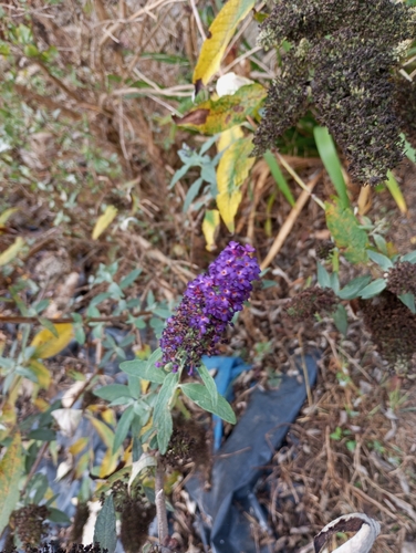 Butterfly bush