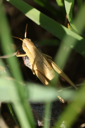 Gold Grasshopper