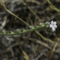 Cryptantha flaccida