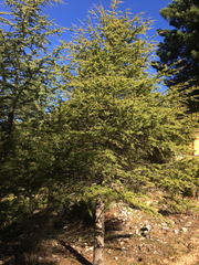 Cedrus libani