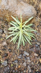 Mentzelia laevicaulis