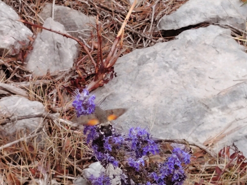 Eurasian Hummingbird Hawkmoth