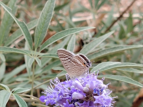 Pea Blue