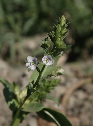 Veronica catenata, photograph 1