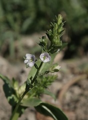 Veronica catenata, photograph (c) Tatyana Sova, some rights reserved (CC BY)