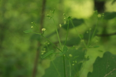 Rubia cordifolia