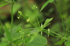 Rubia cordifolia