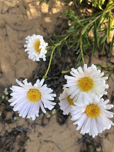 Pembertonia observed 2026-09-19