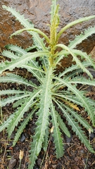 Mentzelia laevicaulis