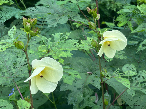 Abelmoschus manihot observed 2026-09-19