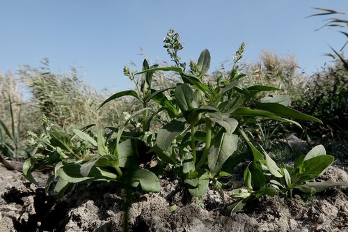 Veronica catenata