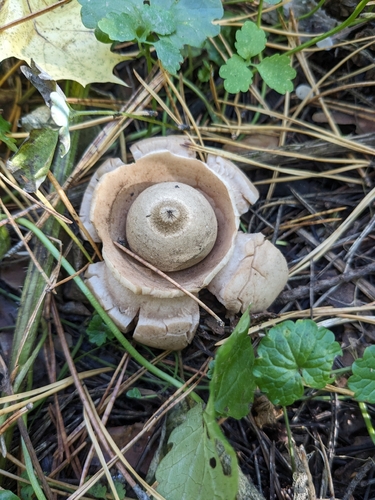Collared Earthstar