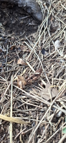 Blue-winged Grasshopper