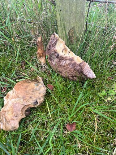 Brown Birch-bolete