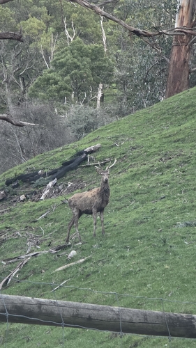 Red Deer