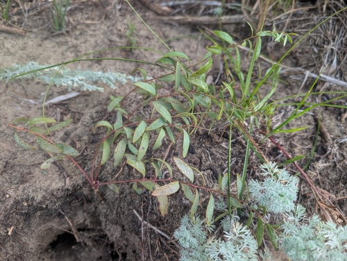 bastard toadflax
