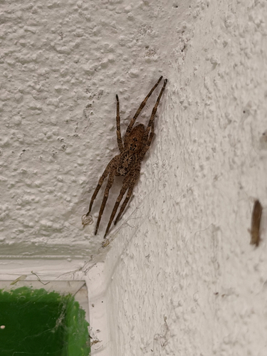 Mediterranean Spiny False Wolf Spider