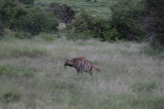 Hyaena hyaena