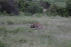 Hyaena hyaena