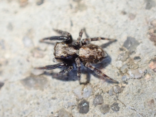 House Jumping Spider