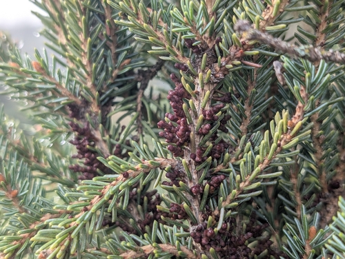Eastern Dwarf-mistletoe