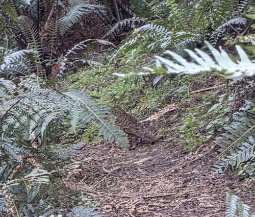 Bassian Thrush