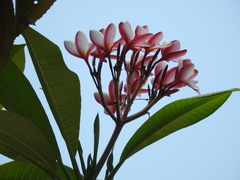 Plumeria rubra