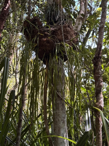 Ophioderma pendulum observed 2026-09-19