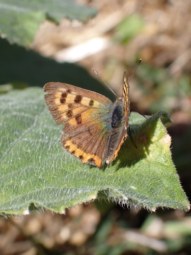 Small Copper