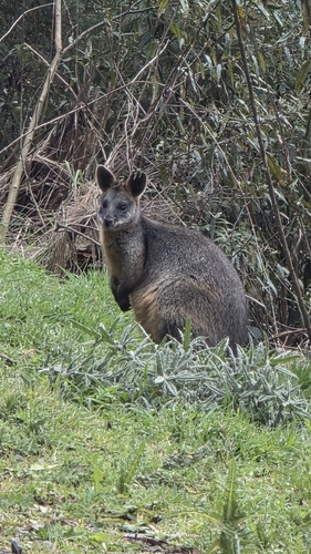 Swamp Wallaby