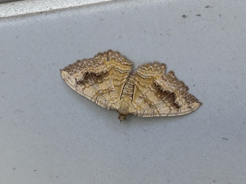 Yellow Shell Moth