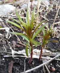 Chamaenerion angustifolium