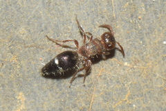 Ephucilla poonaensis