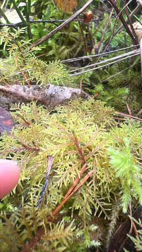 stairstep moss
