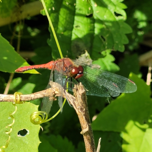 Ruddy Darter