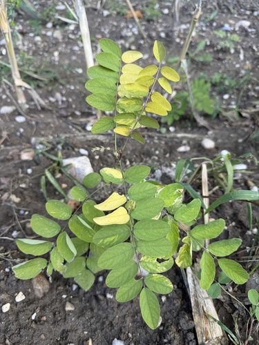 black locust