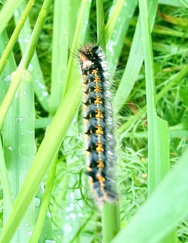Drinker Moth