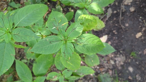 small balsam
