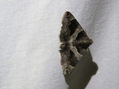 Dysgonia senex