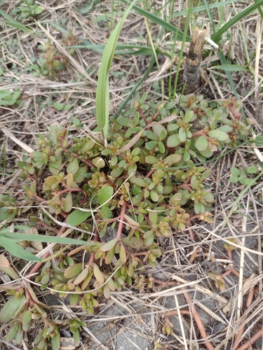 Common Purslane