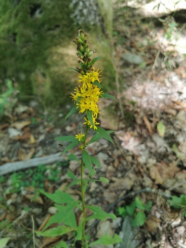 European goldenrod