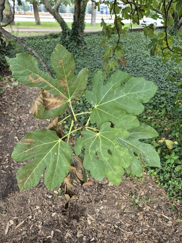 common fig