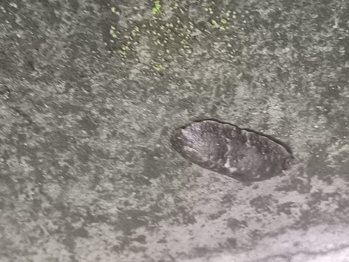 Tropical Leatherleaf Slug