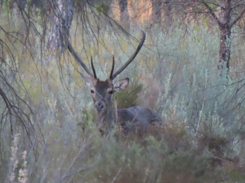 Red Deer