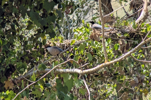 Iberian Magpie
