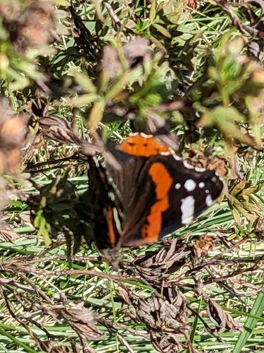 Red Admiral