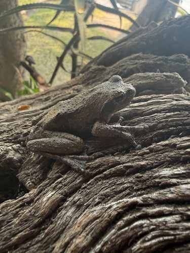 Grey Foam-nest Tree Frog