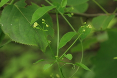 Rubia cordifolia